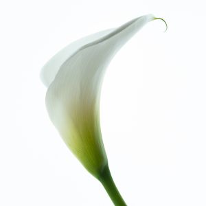 wkl 05 Wilhelm Kleinoder   Calla